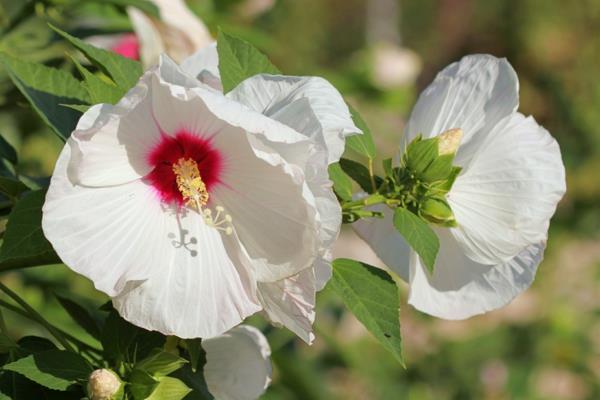 Hibiscus leikkaa puutarha hibiscus kukkia hoito