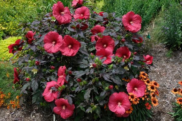 Hibiscus leikkaa viljely puutarha hibiscus pensas