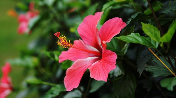 Hibiscus leikattu puutarhakasvien hoito