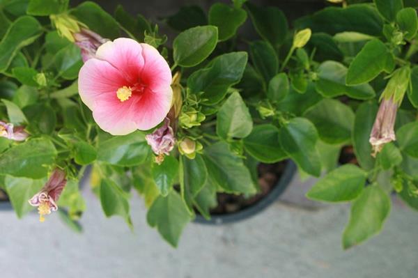 Hibiscus leikattu hoidettaessa puutarha hibiscus