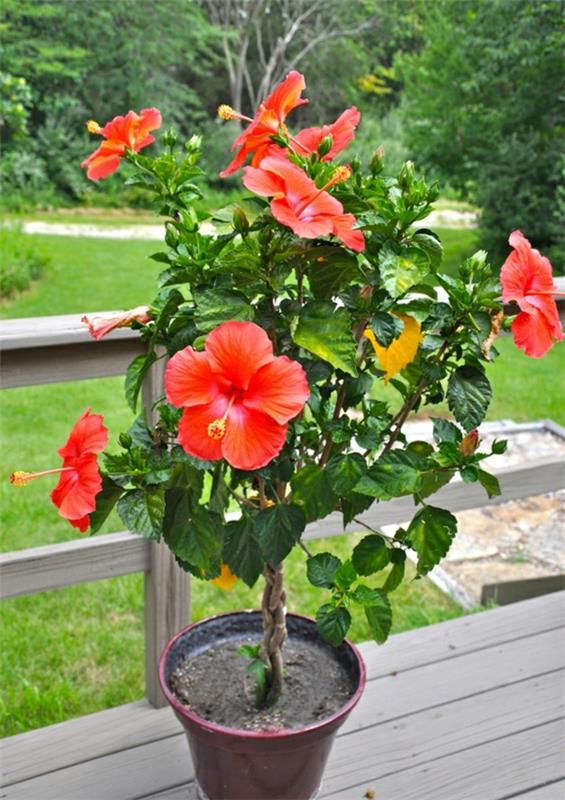 Hibiscus leikataan, kun trooppinen hibiscus