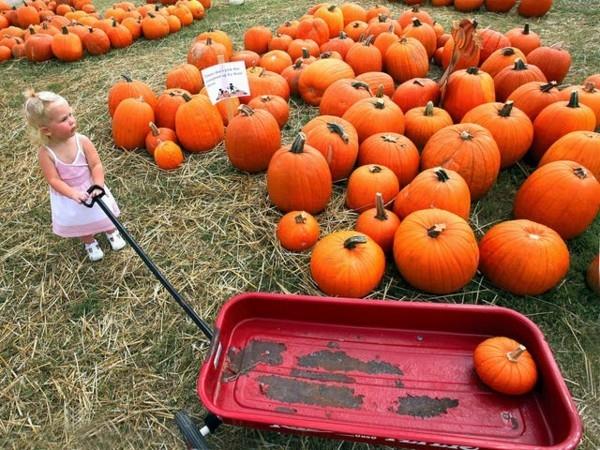 Hokkaido Pumpkin Harvest Pumpkin Soup Hokkaido