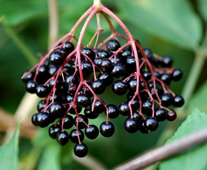 Elderberry siirappi resepti lähellä