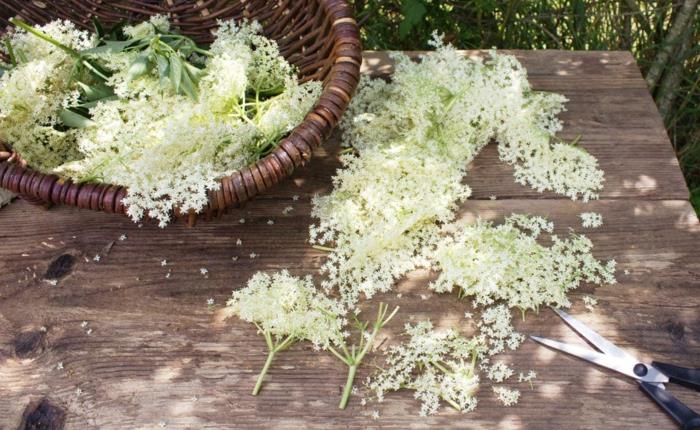 Elderflower -reseptisiirappipullo yweig katkaistu