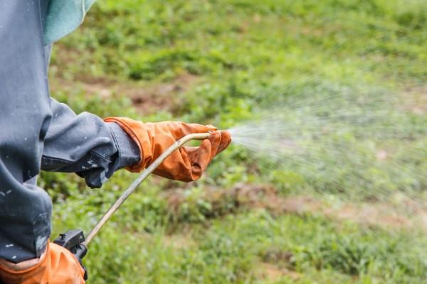 Taistele sarvisuolaa vastaan ​​luonnollisilla kotihoidoilla ja ympäristöystävällisillä menetelmillä, käytä rikkakasvien torjunta -aineita kohdennetusti