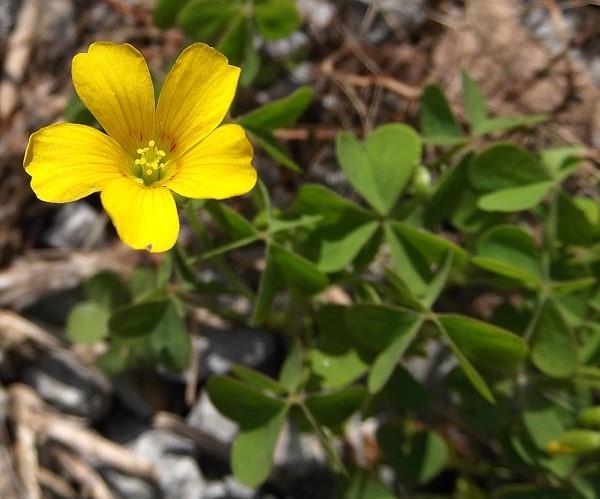 Sarvisuola käyttää luonnollisia kotilääkkeitä ja ympäristöystävällisiä menetelmiä torjumaan pieniä keltaisia ​​kukintoja