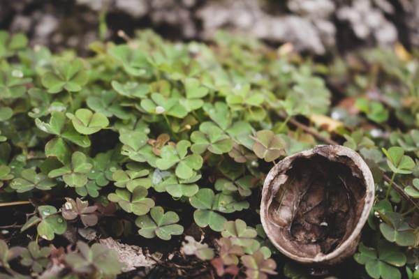 Puusuola torjuu oksalia metsässä käyttämällä luonnollisia kotihoitoja ja ympäristöystävällisiä menetelmiä