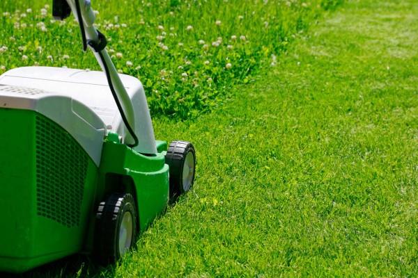 Sarvisuola torjuu oksalia luonnollisilla kotihoidoilla ja ympäristöystävällisillä menetelmillä, älä tuhoa sitä leikkaamalla