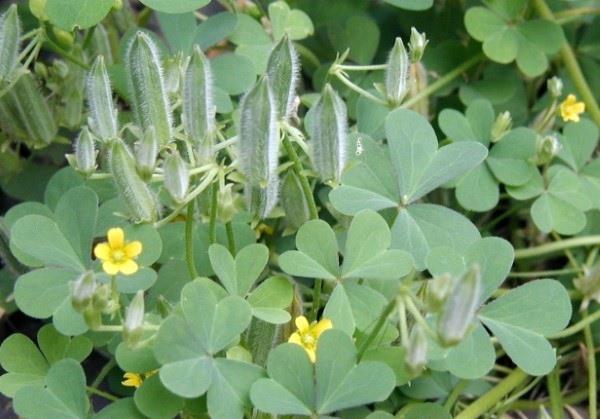 Sarvisuola taistelee oxalis -siemenkapseleita käyttämällä luonnollisia kotihoitoja ja ympäristöystävällisiä menetelmiä
