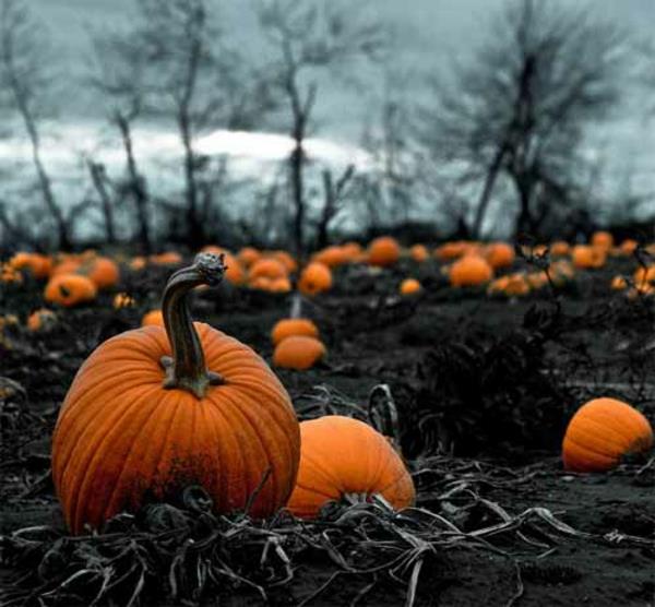 Halloween puut taivas kuvat hämärä kurpitsat