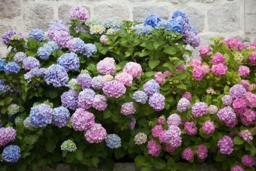 Hortensiat vaaleanpunaisessa sinisessä violetissa kauniissa puutarhan kukissa kukkivat puutarhassa keväällä ja kesällä auringonlaskun aikaan