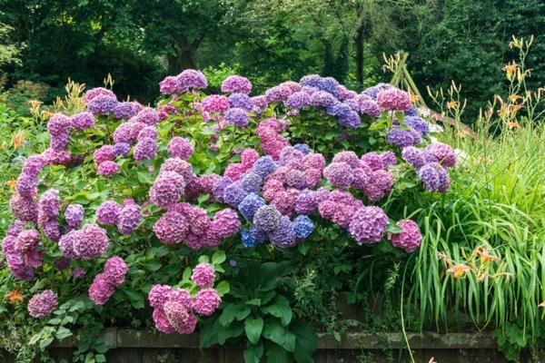 Hortensiat hoitavat kukkivia puutarhakasveja