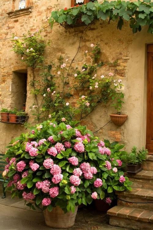 Hydrangeas maalaismainen ja viehättävä puutarhassa