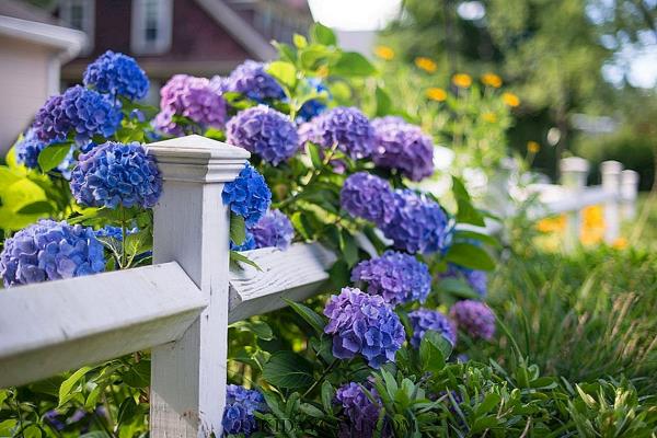 Hydrangeas leikkaa puutarhan suunnitteluvinkkejä