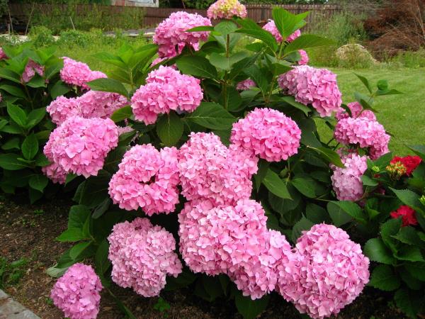 Hortensioiden leikkaaminen - ideoita violetilla ja vaaleanpunaisella