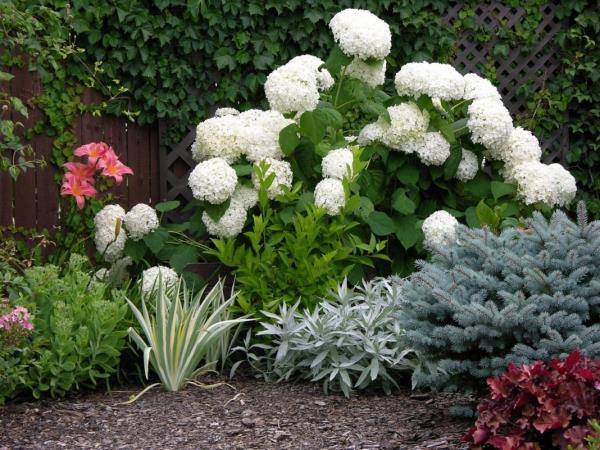Hydrangeas leikattu sora puutarha moderni