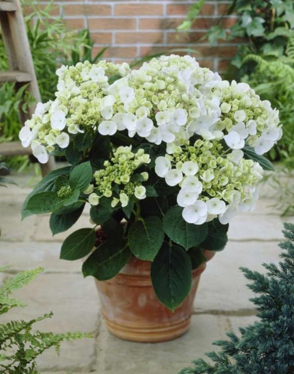 Hydrangeas leikatut kasvit viljellä ruukku