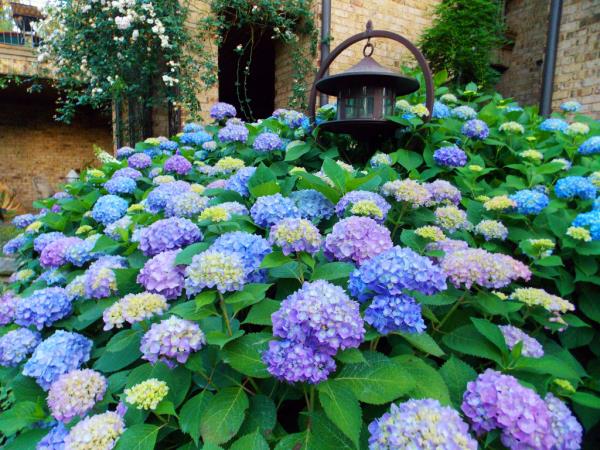 Leikkaa hydrangeas - niitty kauniilla kukilla