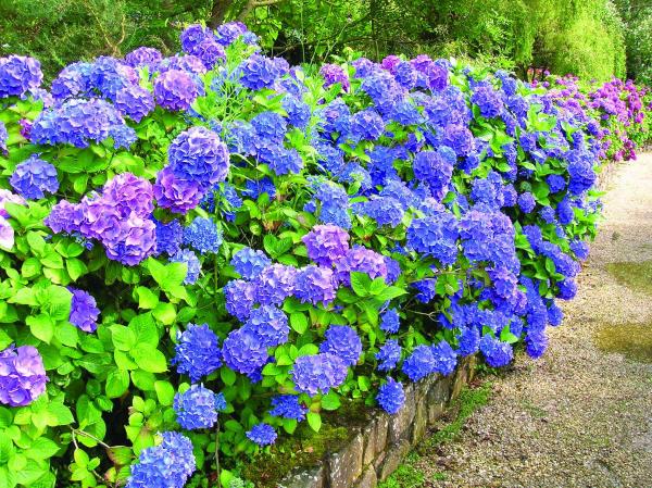 Leikkaa hydrangeas - sinisiä kukkia - hotensia kukkia leikataan kun