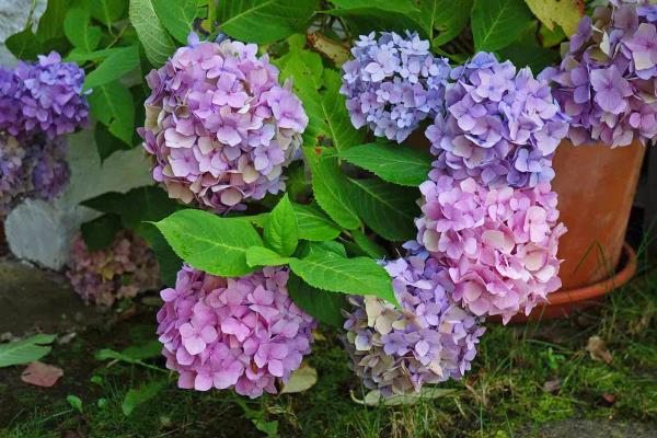 Hydrangeas leikkaa värikkäitä sisustusideoita