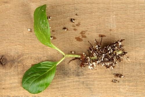 Hortensiat levittävät pistokkaita juurilla