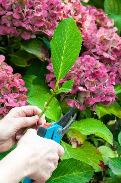 Levitä hydrangeas pistokkailla, poista alemmat lehdet ja leikkaa ylemmät lehdet