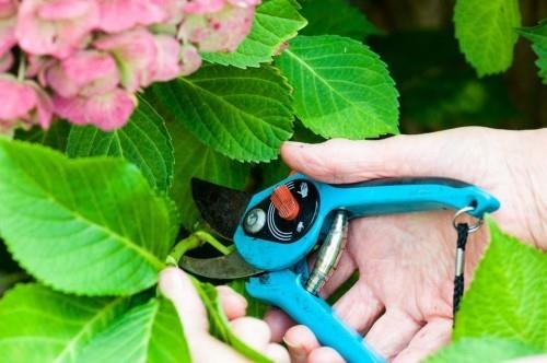 Hortensiat lisääntyvät ja löytävät nuoret pehmeät versot