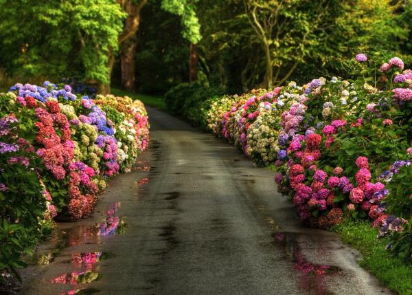 Hortensiat kukkivat kadulla kauniita kukkia molemmin puolin vaaleanpunaisena ja sinisenä kauniina