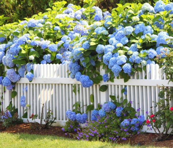 Hortensiat kukkivat puutarha-aidan monet hortensiat upeat siniset kukat katseenvangitsija
