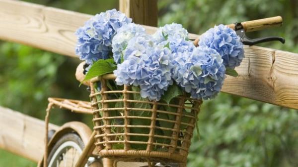 Hortensiat kukkivat sinisiä kukkia upealla puutarhan koristuksella