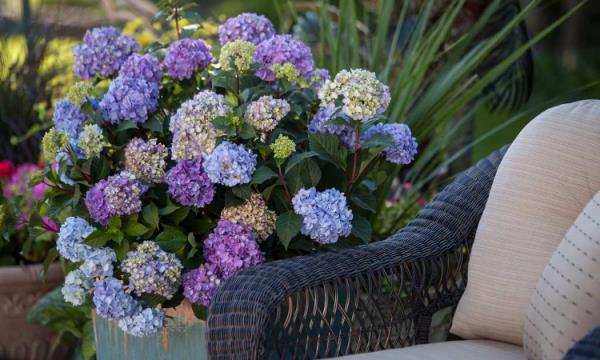 Hydrangeas kukkii ulkona istuinalueella paju nojatuolit vieressä kauniita hydrangeas upeita kukkia romanttinen ilmapiiri