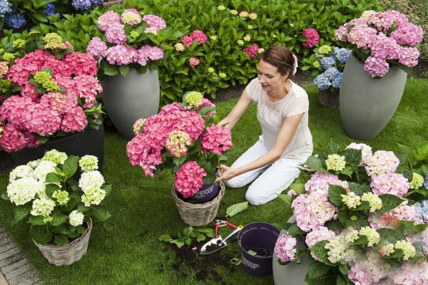 Hortensioiden kukinnan saaminen nuoren naisen istuttamiseen Oikea hoito tuo kauniita kukkia