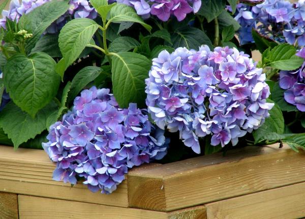 Hortensiat kukkivat kauniita sinisiä kukkia puutarhakasvi kiitos hoidosta