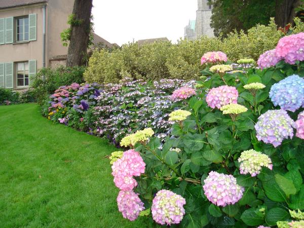 Hortensiat kukkivat kauniissa puutarhassa vihreä nurmikko nauha kukkivia hortensioita eri värejä