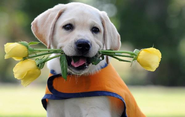 Koira -allergia - kauniita kukkia - keltaisia ​​ruusuja