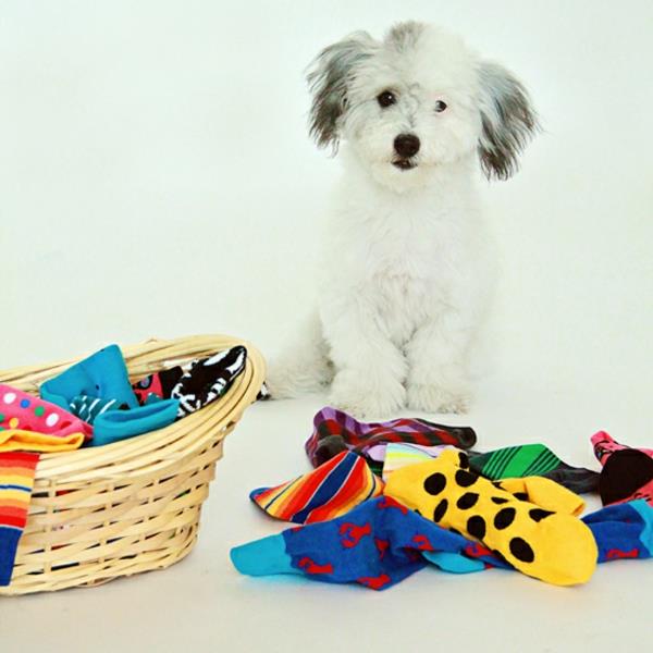 Koiran lelut, jotka on valmistettu vanhoista sukista, tekevät käsityöideoita