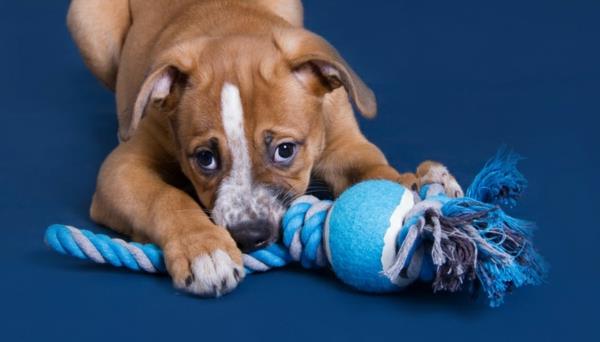 Koiran leluista, jotka on valmistettu vanhoista sukista, muodostuu vanhoja sukkia