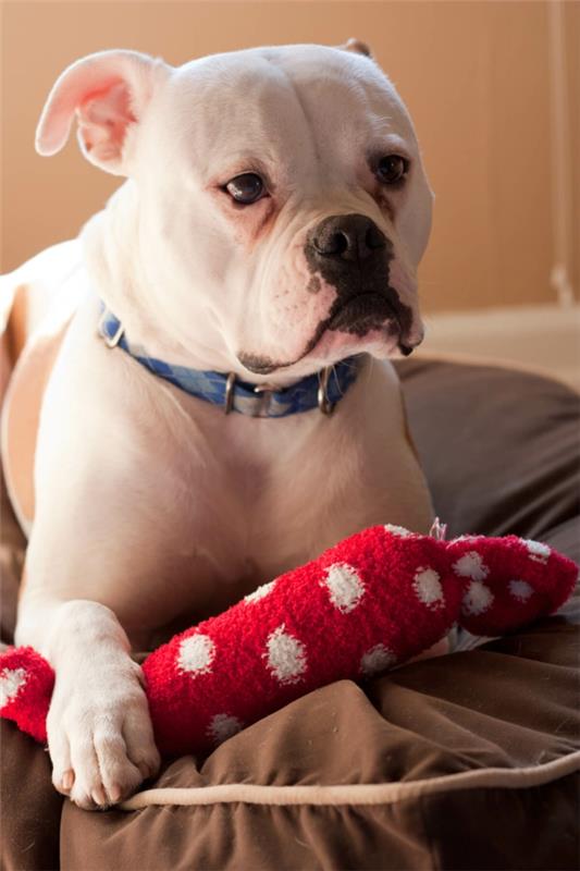 Tee koiranleluja DIY -leluja, joissa on sukat