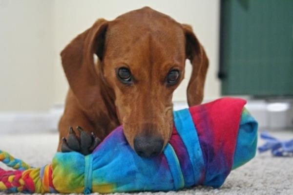 Röyhkeä koiran leluja sukat