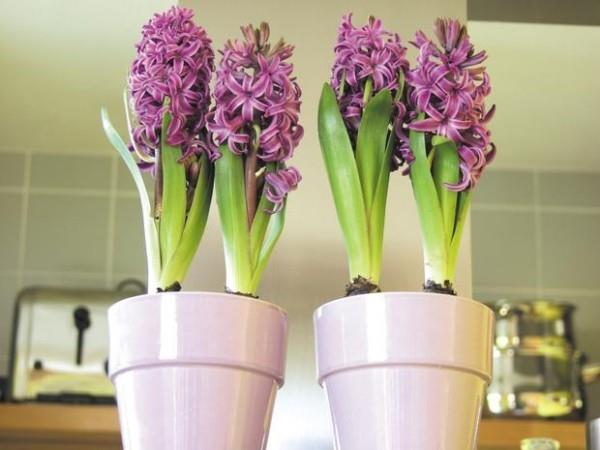 Hyasintit violetti väri keittiössä
