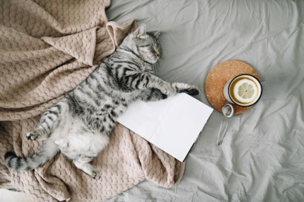 Hygge trendi kissakirja teetä ideoita lisää kodikkuutta
