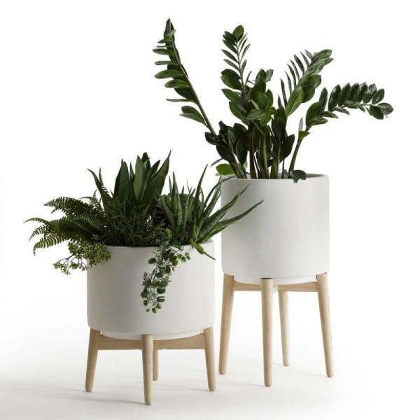 Ideoita sisäkasvien koristeluun kahdessa ruukussa loistava kasviyhdistelmä Zamioculcas -keulahamppusania