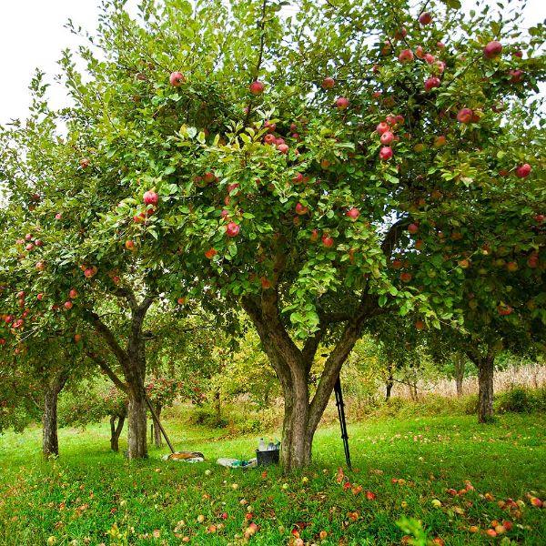 Puutarhan suunnitteluideoita Omenapuun istuttaminen
