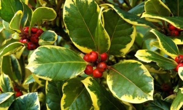 Ilex arten Evergreen puutarhakasvit