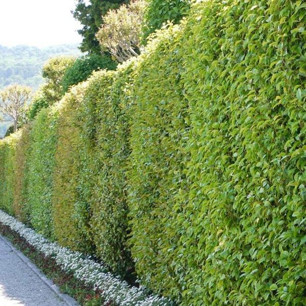 Evergreen -hedge -kasveilla on etuja yksityisyyden suojaamiseksi