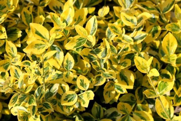 Evergreen hedge kasvit hyötyvät värikkäistä yksityisyysnäytöistä