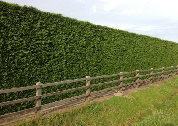 Evergreen -hedge -kasveilla on luonnollisen yksityisyyden etuja