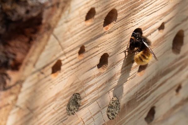 Hemmottele hyönteishotellia ja täytä kevätpuutarha iloisella huudolla.Mehiläinen ryömii reiän läpi