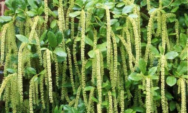 Itea ilicifolia puutarhakasvit ikivihreitä