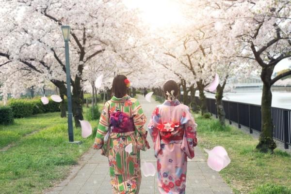 Japani Osaka kevään kirsikkapuut kukkivat puistossa
